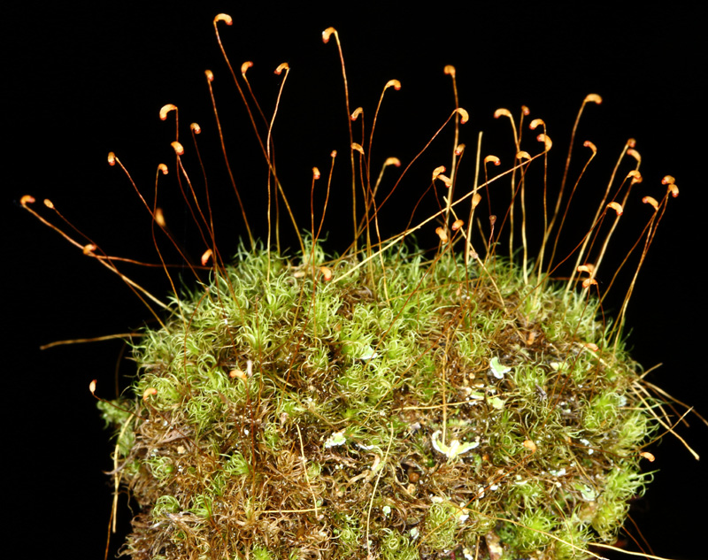 Cynodontium strumiferum